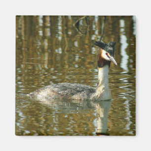 Imã Pássaro Foto/Crested Grebe/Pássaro Lover Magne