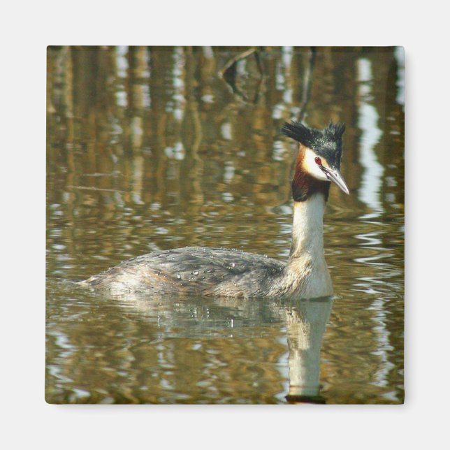Imã Pássaro Foto/Crested Grebe/Pássaro Lover Magne (Frente)