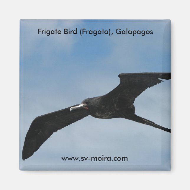 Imã Pássaro Frigado (Fragata), Ilhas Galápagos 3 (Frente)