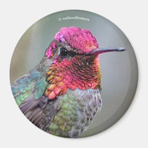 Imã Pássaro Hummingbird da Anna, um homem espantoso, n
