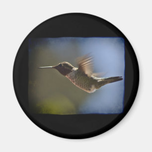 Imã Pássaro Hummingno Voo