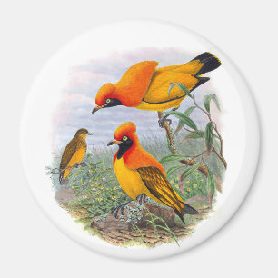 Imã Pássaro Ouro Vintage Do Paraíso