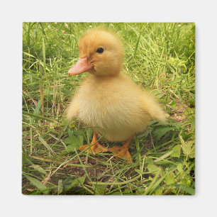 Imã pássaro, pato, pato, amarelo, natureza, fofo, beb
