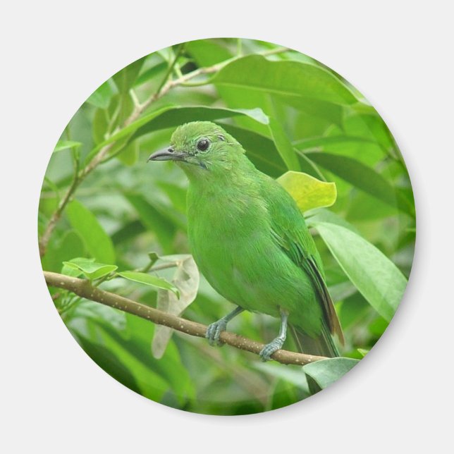Imã Pássaro verde (Frente)