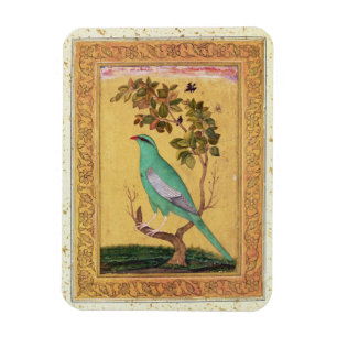 Ímã Pássaro verde, Mughal (gouache no papel)