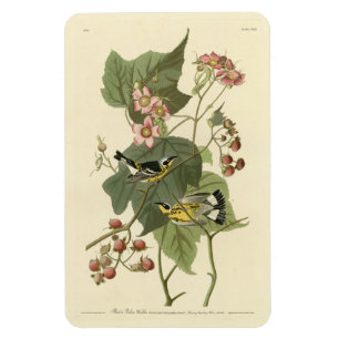 Ímã Pássaros da América de Audubon e Warblers Negro e