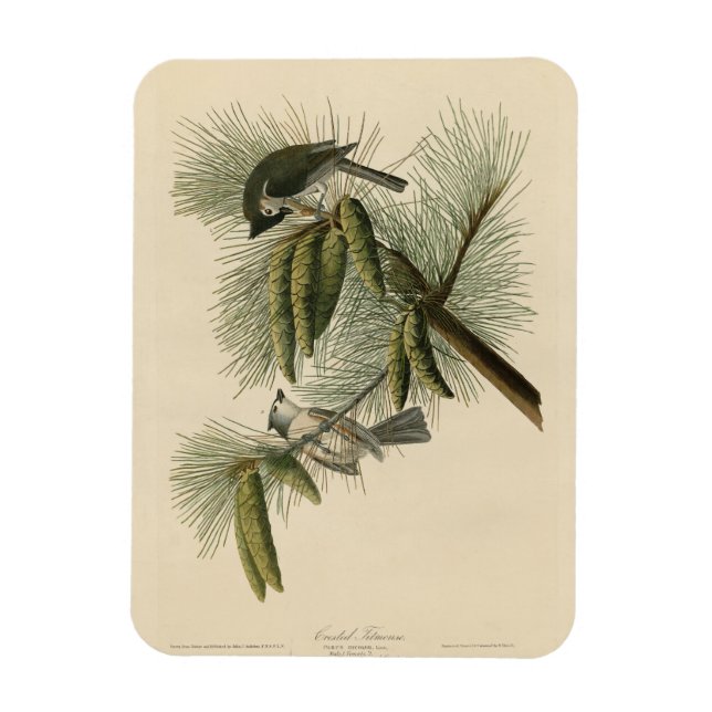 Ímã Pássaros de Titmouse da América Crested (Tufted) (Vertical)