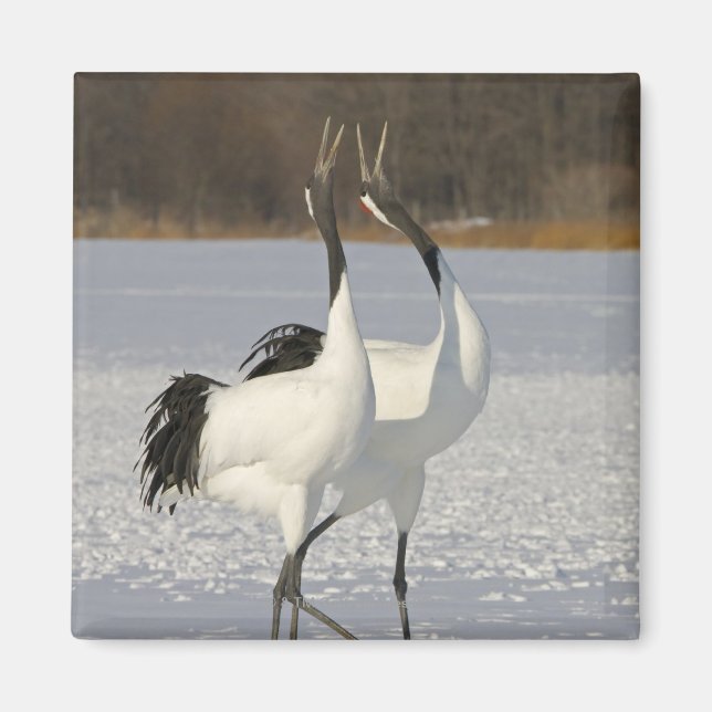 Imã Pássaros japoneses dançando em neve (Frente)