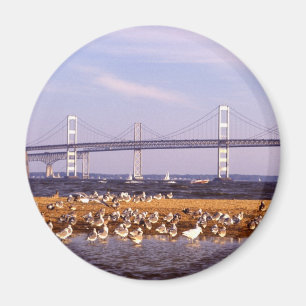 Imã Pássaros na baía de Chesapeake