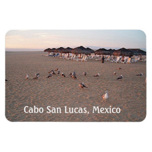 Ímã Pássaros na praia em Cabo