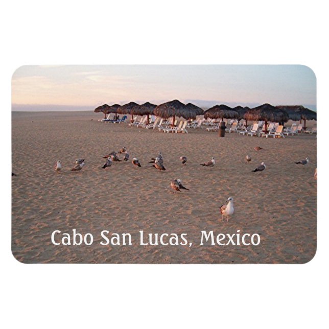 Ímã Pássaros na praia em Cabo (Horizontal)