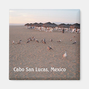 Imã Pássaros na praia em Cabo Magnet