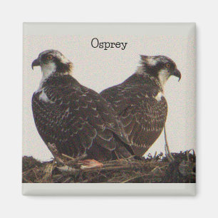 Imã Pássaros Osprey no Nest Magnet