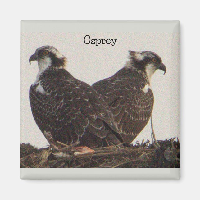Imã Pássaros Osprey no Nest Magnet (Frente)