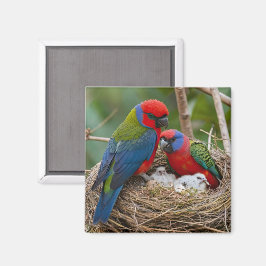 Imã Pássaros Rosella