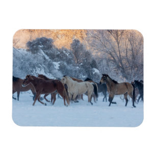 Ímã Passeio de Cavalo no Inverno no Hideout Ranch