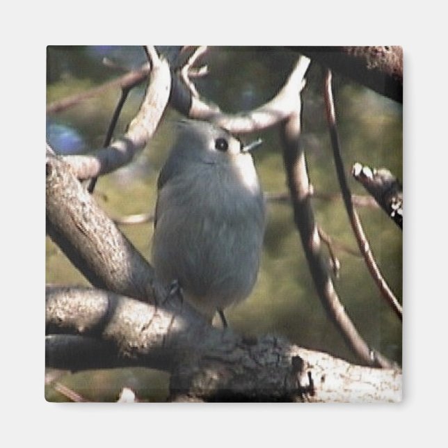 Imã pasta zazz 1 012 (Frente)