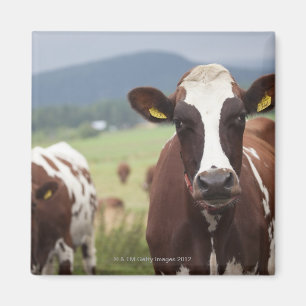 Imã Pastando vacas