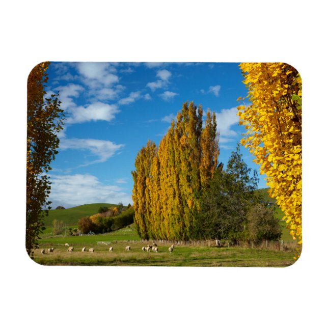 Ímã Pasto de Fazenda com Ovelhas (Horizontal)