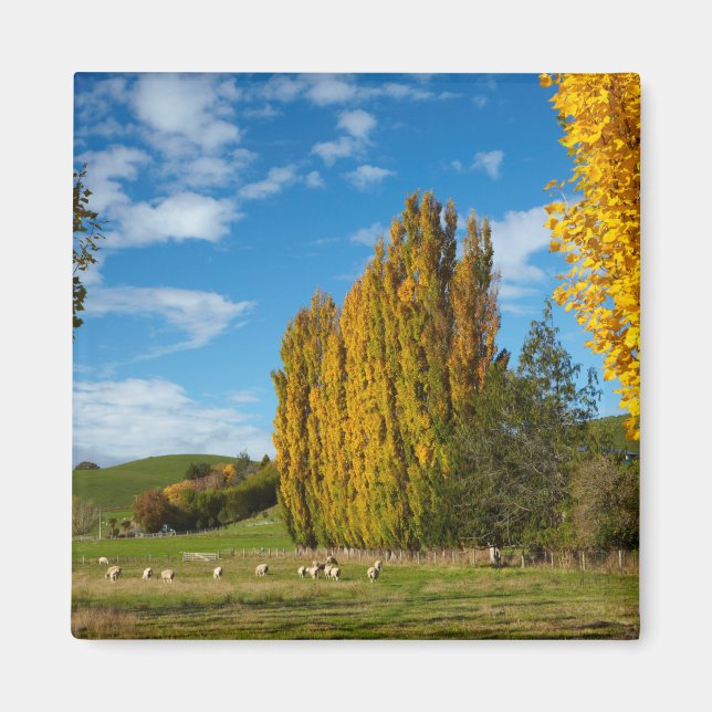 Imã Pasto de Fazenda com Ovelhas (Frente)