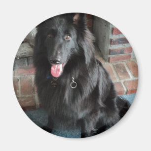 Imã Pastor belga aka "o lobo preto "