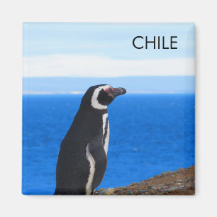 Imã Patagonia Chile Penguin Magnet