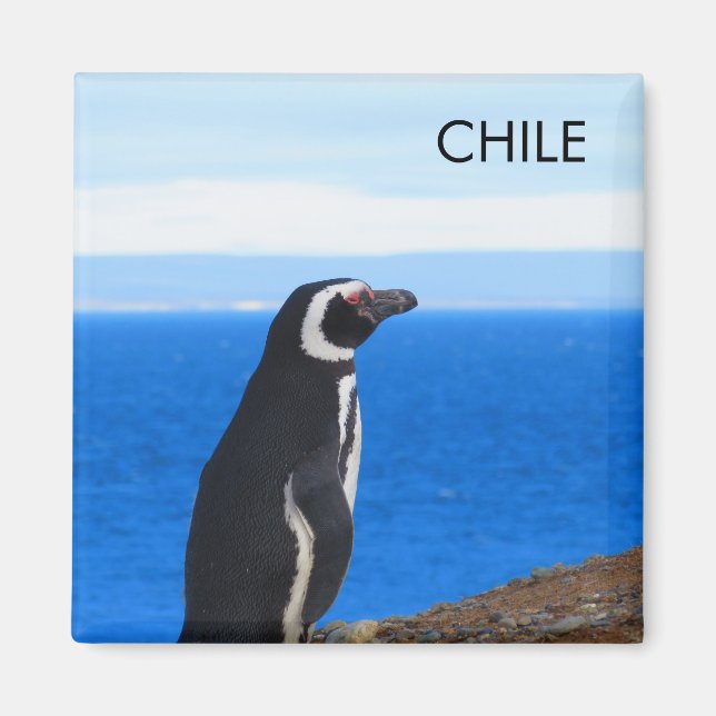Imã Patagonia Chile Penguin Magnet (Frente)
