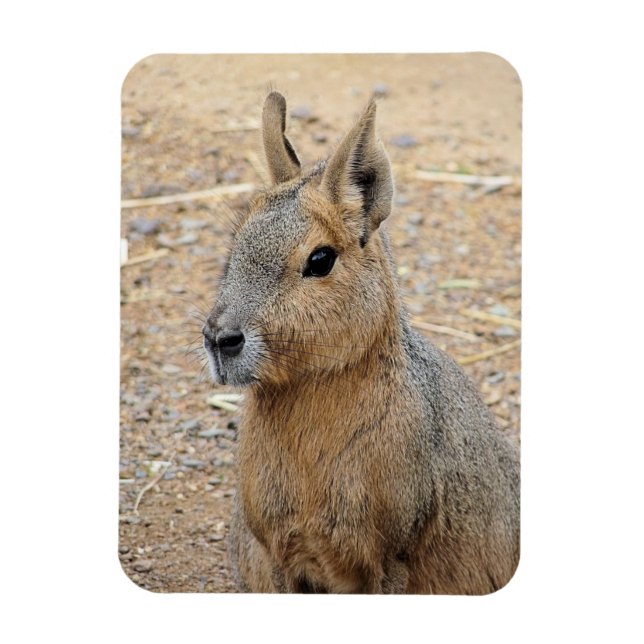 ÍMÃ PATAGONIAN MARA WILD ANIMAL (Vertical)
