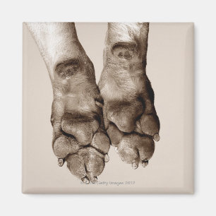 Imã Patas dos cães