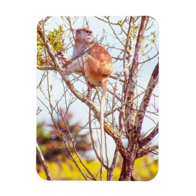 Ímã Patas é uma árvore (Vertical)