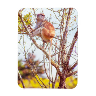 Ímã Patas está em cima de uma árvore