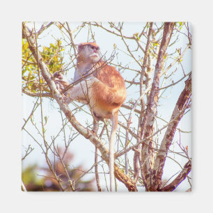 Imã Patas está em cima de uma árvore