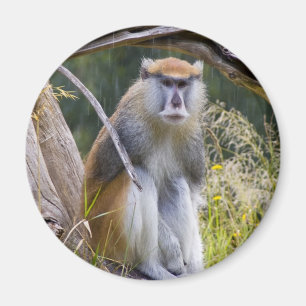Imã Patas Monkey