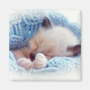 Imã Patas Siamese do gatinho do sono