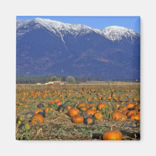 Imã Patch de Pumpkin em Montana em Flathead Valley