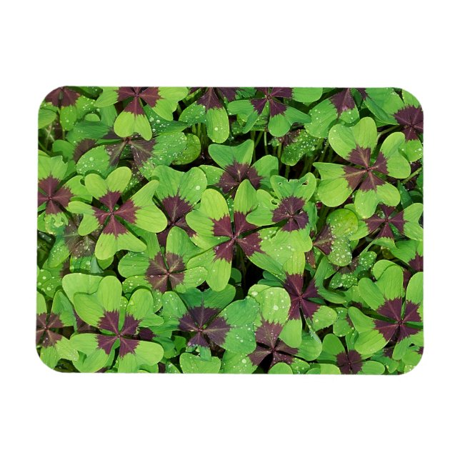 Ímã Patch de Quatro Folhas de Folha, Sorrel, com Dew (Horizontal)