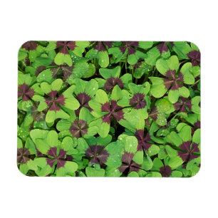 Ímã Patch de Quatro Folhas, Sorrel, com Dew