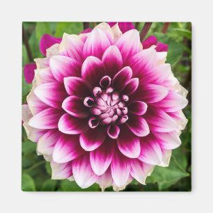 Imã Patches Dahlia