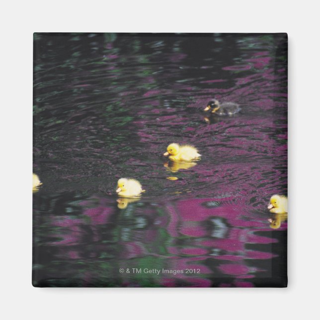 Imã patinho (Frente)