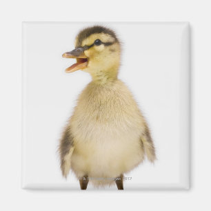 Imã Patinho do pato selvagem (platyrhynchos dos Anas)