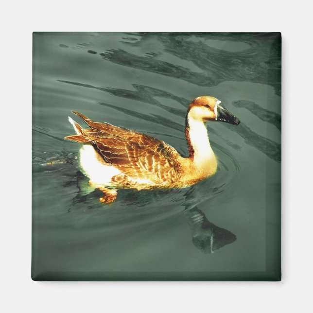 Imã Pato (Frente)