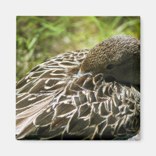 Imã Pato