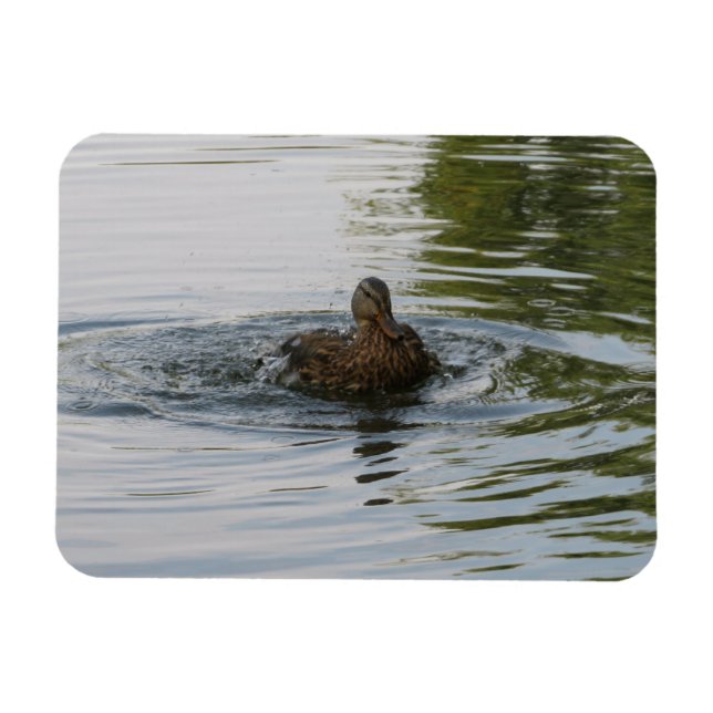 Ímã Pato balançando Tailfeather (Horizontal)