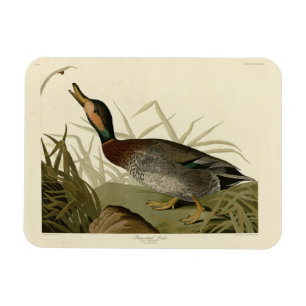 Ímã Pato bemaculado (de cerveja), Pássaros de Audubon