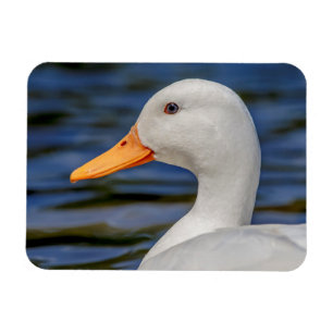 Ímã Pato branco do pato selvagem