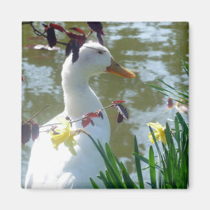 Imã Pato Branco Em Daffodils