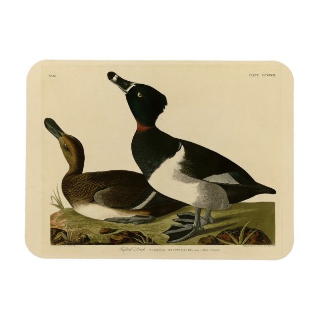Ímã Pato com pescoço anelar das Aves da América de Aud (Horizontal)