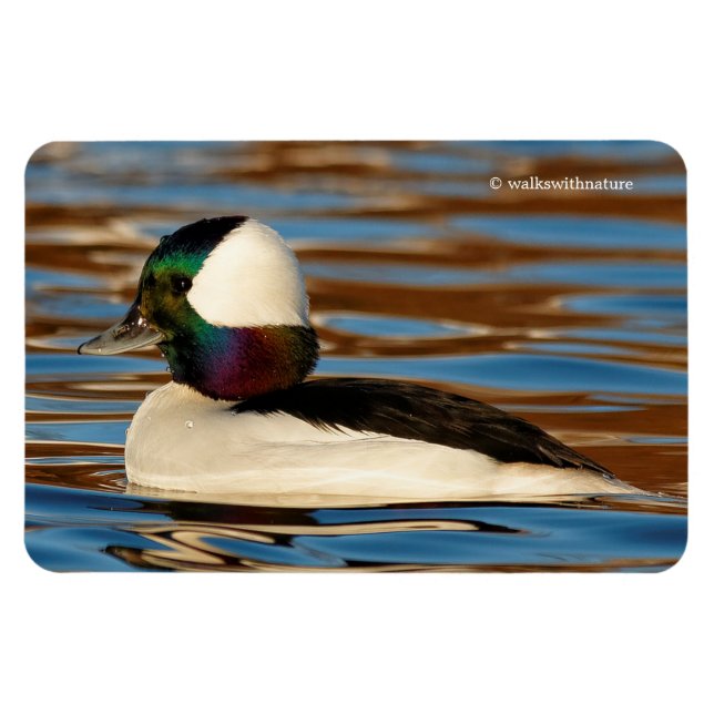 Ímã Pato de Bufflehead Masculino na Tarde Sol (Horizontal)