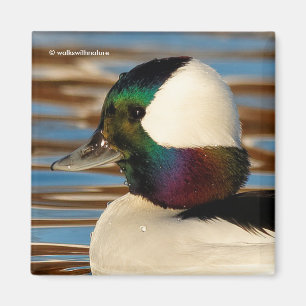 Imã Pato de Bufflehead Masculino na Tarde Sol