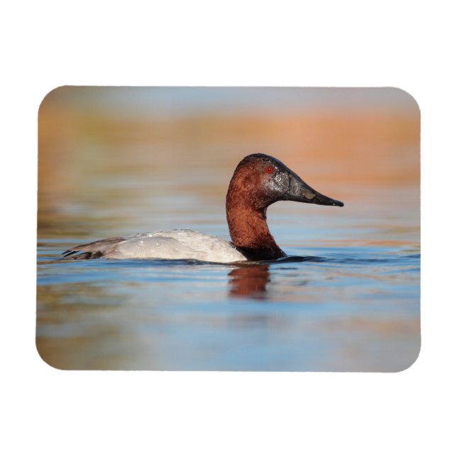 Ímã Pato-de-canvasback masculino (Horizontal)